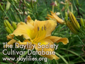 Daylily Singing to the Choir